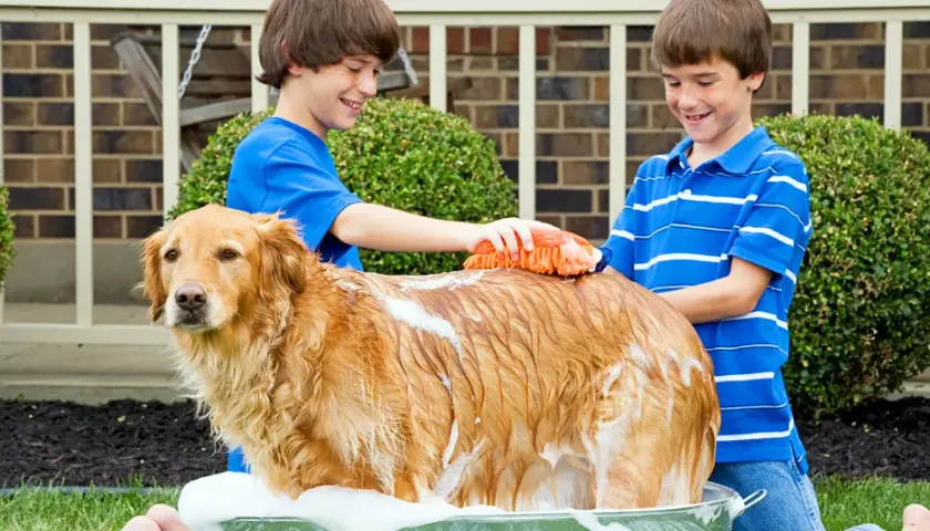 Pielęgnacja sierści golden retrievera: Poradnik Martyny Pawlak