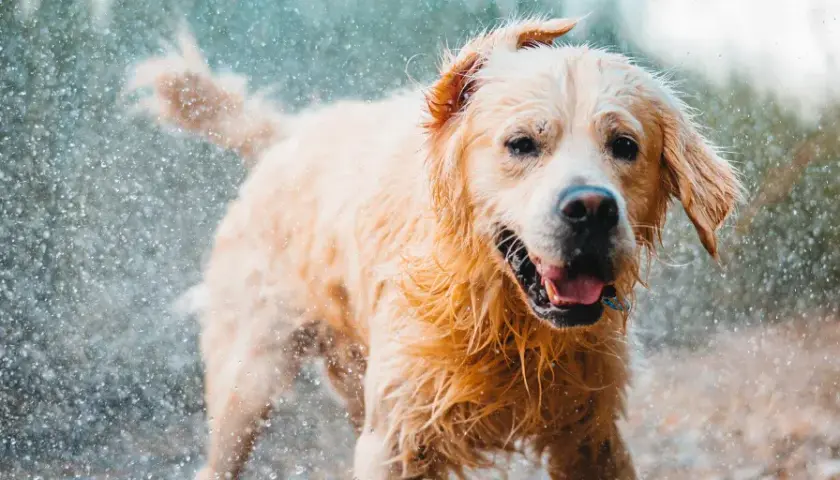 Czy Golden Retriever śmierdzi? Prawda o zapachu i jak mu zapobiec
