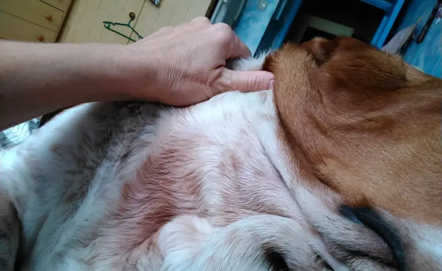 Malassezia u psa - jak rozpoznać i zatrzymać nawroty