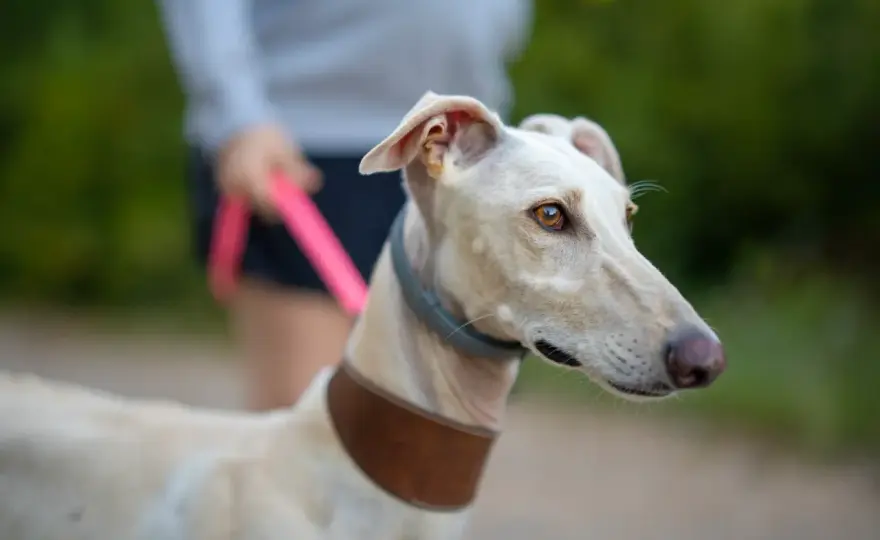 Ile kosztuje whippet? Budżet na zakup i pierwszy rok