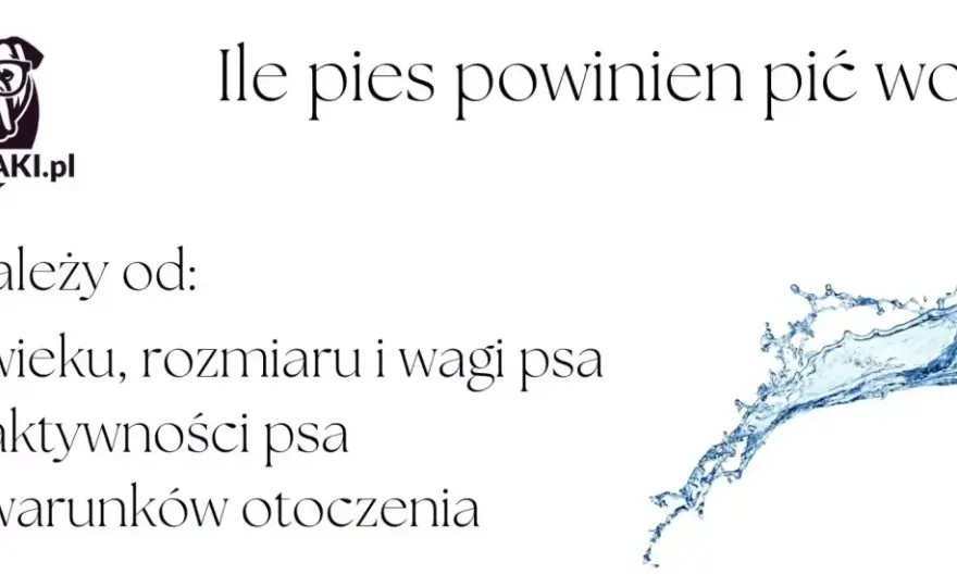 Ile wody powinien pić pies? Normy, objawy i kiedy do weterynarza